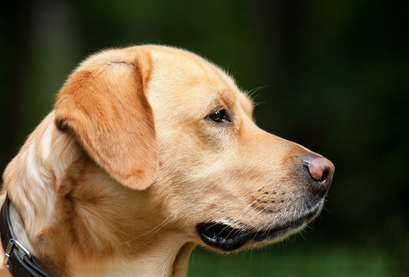 Chiens