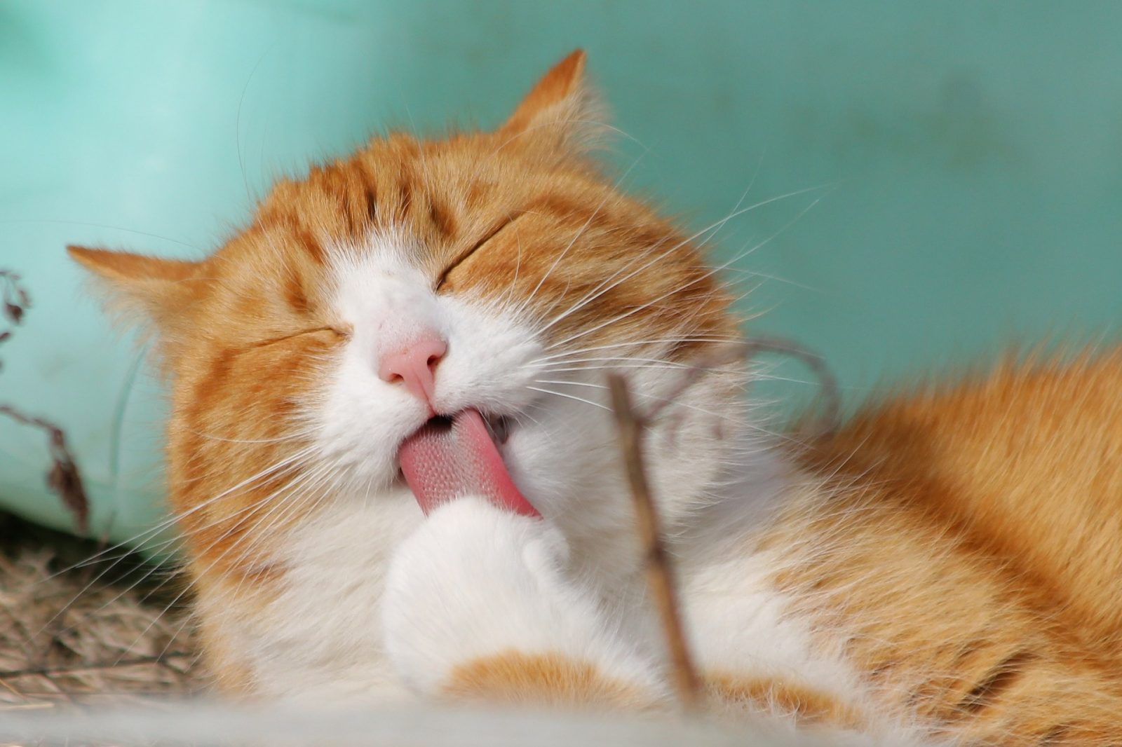 Chats