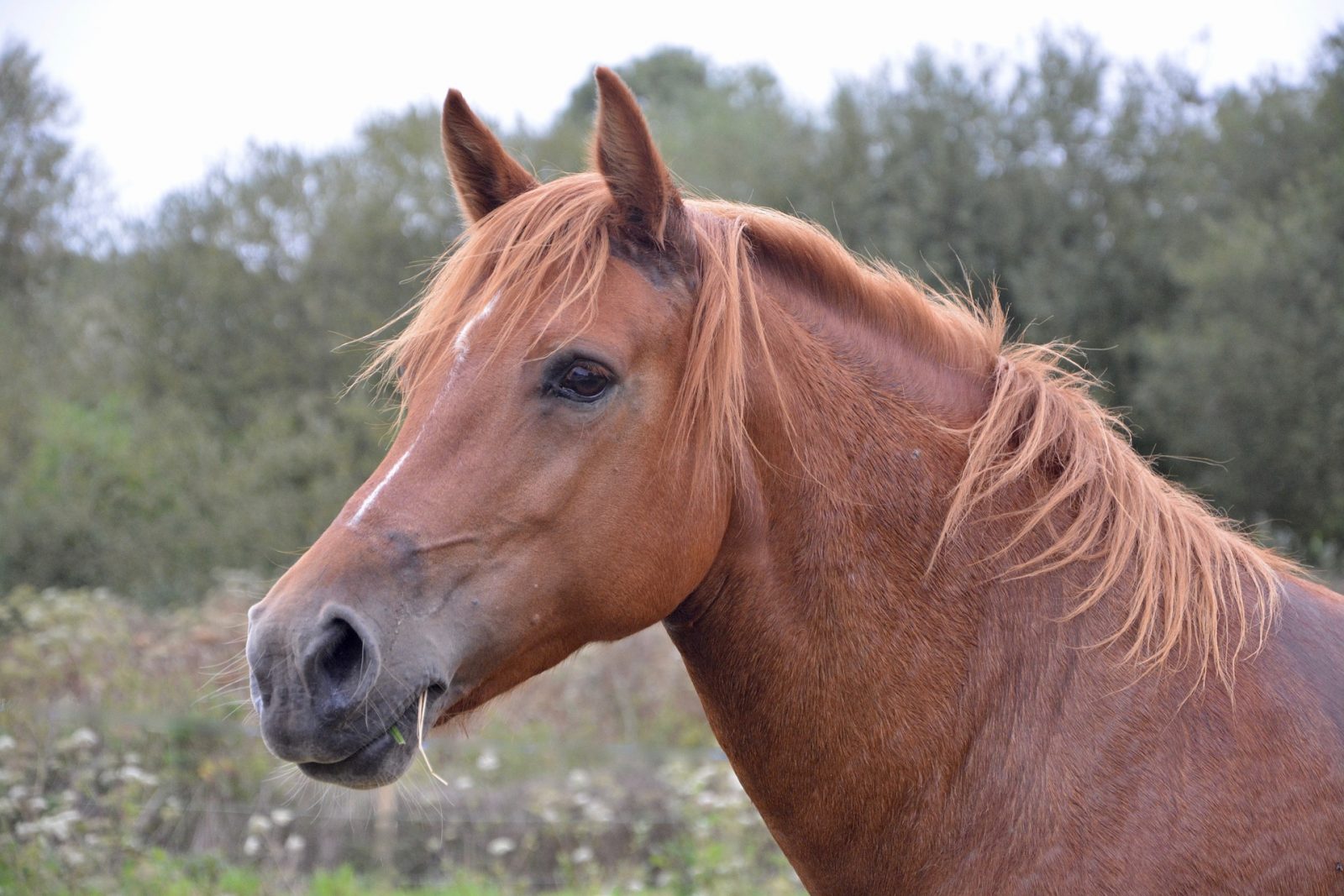 Chevaux
