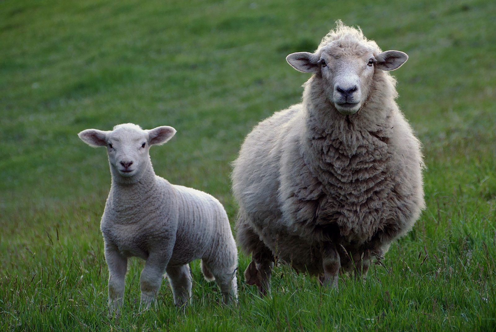 Moutons / Chèvres