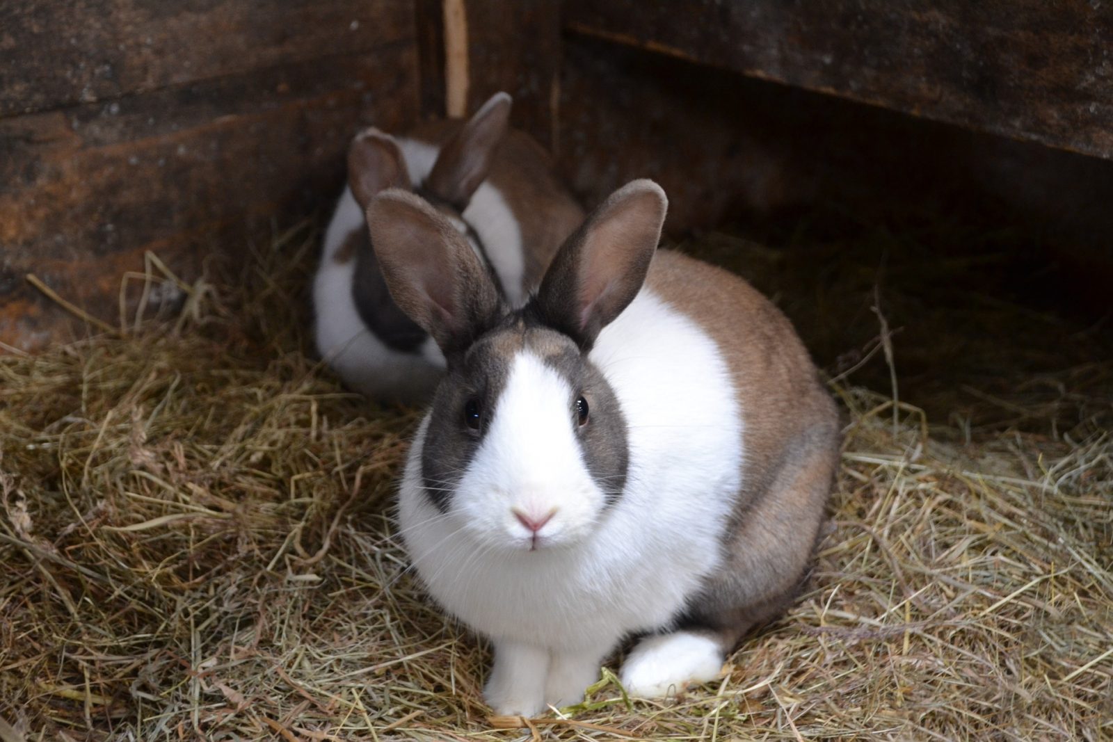 Lapins