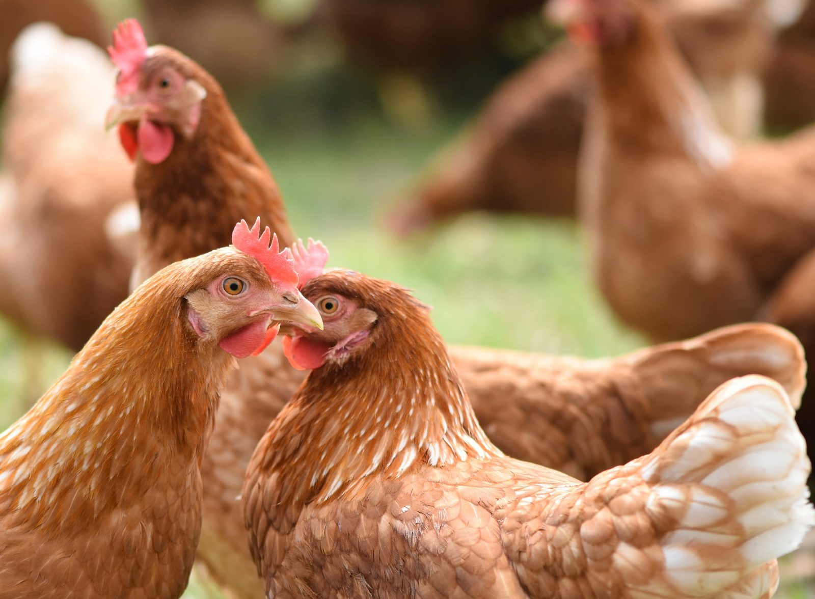 Poulettes prêtes à pondre Luxembourg/France