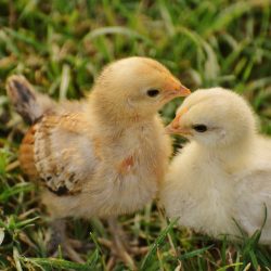 Journée des poussins chez ETS SCHUTZ