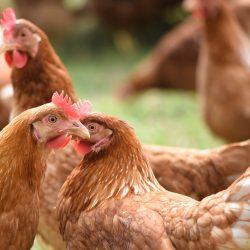 Poulettes prêtes à pondre France